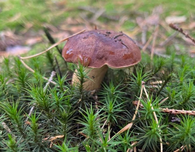 Zkoušky ze znalosti hub pro Pardubický kraj – jarní termín