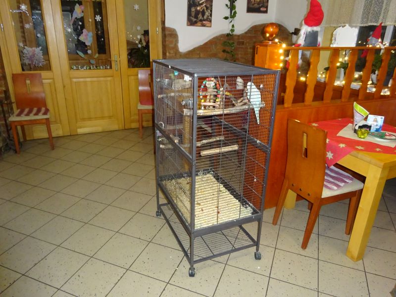 papoušek v restauraci
