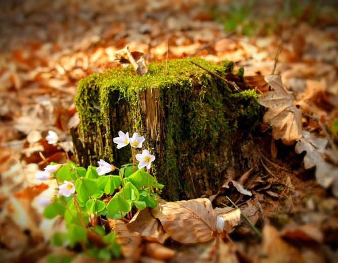 Nařízení EU proti odlesňování (EUDR)