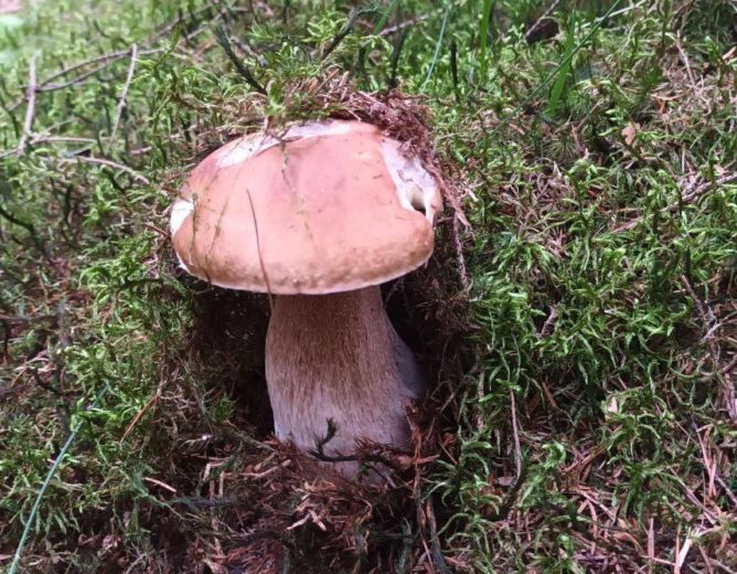 Zkoušky ze znalosti hub pro Pardubický kraj 2025 – podzimní termín