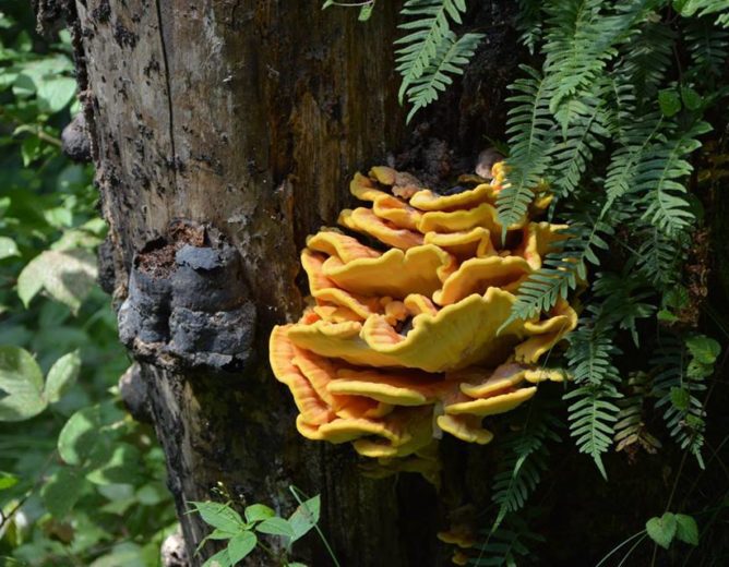 Zkoušky ze znalosti hub pro Pardubický kraj, jarní termín 2026